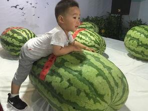 邢台吃瓜事件,一场网络热议背后的真相与反思